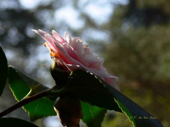Bois des Moutiers (73) mars 2012